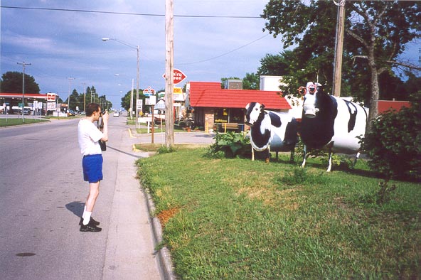 cows.JPG