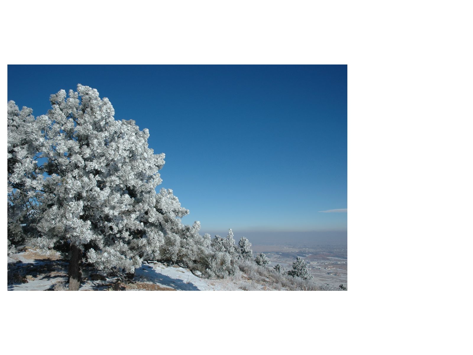 Frosty_tree_inversion.jpg