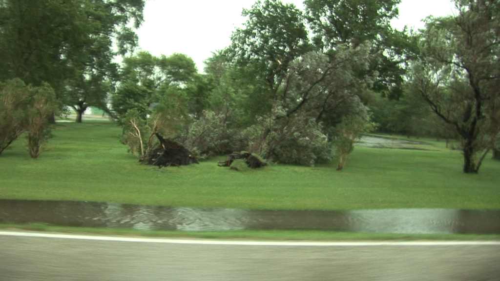 Trees_Down.jpg